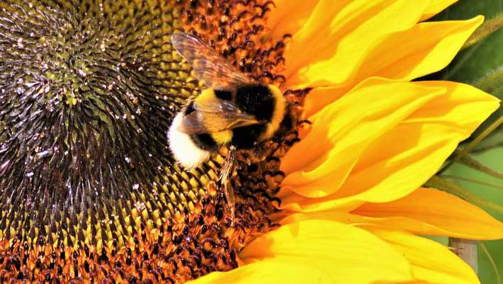 Bumblebees Display Emotion-Like Reactions to Sweet and Bitter Tastes