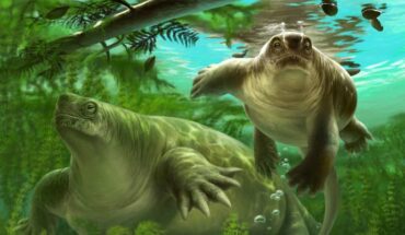Life restoration of Lalieudorhynchus gandi and an associated aquatic tupilakosaurid temnospondyl (bottom left); estimated water depth about 2 m, algae are possible. Image credit: Frederik Spindler.