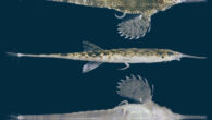 Dorsal, lateral, and ventral views of Pegasus sinensis. Image credit: Xin Wang