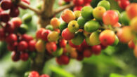 Alemayehu Tassew et al. confirm that, in addition to the selective hand-picking of red-ripe berries, better quality coffees can be obtained by using the dry processing method within the recommended range of green bean moisture content. Image credit: Daniel Ramirez.