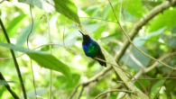 This image shows a male Santa Marta sabrewing (Campylopterus phainopeplus); male Santa Marta sabrewings are green with a blue throat, and females are green above and mostly white below; both sexes have a white spot behind the eye and lack copper in the tail; the Santa Marta sabrewing had not had a documented sighting in 13 years; it is only the third time the hummingbird has been documented since it was described by science in 1946. Image credit: Yurgen Vega / SELVA / ProCAT.