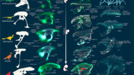 Embryological series of Japanese quail (Coturnix coturnix japonica) showing the transition from ancestral to derived pelvic states across avian prehatching ontogeny: (a) pelvic reconstructions along the evolutionary transition to living birds; note that pelves are shown as examples of character states and are not in one-to-one correspondence with ontogenetic stages; (b) during ontogeny, the ilium extends first posteriorly and then anteriorly, the pubis retroverts, the tail becomes relatively reduced and a transient pubic boot appears at intermediate ontogenetic stages; (c) the CFL (M. caudofemoralis longus homologue) is large during early ontogenetic stages; the IF (M. iliofemoralis homologue) originates smaller and further back on the ilium before expanding anteriorly to the derived condition and never splits into two muscles as seen in the adult; and PIFE1+2 (Mm. puboischiofemoralis externus 1 et 2 homologues) fail to fully differentiate until after the pubis is retroverted; muscles that are not highlighted are in gray; (d) the derived pelvic spinal nerve arrangement in birds (top), with additional spinal nerves contributing to the sacral plexus and nerves in Coturnix embryos (bottom). Scale bars - 1 mm in (b and d), 2 mm in (c). Image credit: Griffin et al., doi: 10.1038/s41586-022-04982-w.