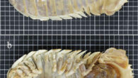Bathynomus yucatanensis, body length 26 cm: (a) dorsal view, (b) ventral view. Each square is 1 cm on a side. Image credit: Huang et al., doi: 10.1080/00222933.2022.2086835.