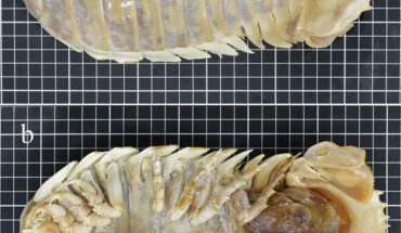 Bathynomus yucatanensis, body length 26 cm: (a) dorsal view, (b) ventral view. Each square is 1 cm on a side. Image credit: Huang et al., doi: 10.1080/00222933.2022.2086835.