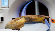 Photograph of the positioning of the woolly mammoth tusk in the scanner; the tusk was fixed in a fiberglass frame to guarantee transport and table-movement stability; there was 1 cm of clearance within the gantry bore. Image credit: Eppenberger et al., doi: 10.1148/radiol.220265.