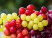 Grape consumption reduces fatty liver, extends lifespan, alters gene expression in the brain, changes metabolism, and has positive effects on behavior and cognition. Image credit: Nicky Pe.