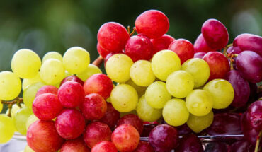 Grape consumption reduces fatty liver, extends lifespan, alters gene expression in the brain, changes metabolism, and has positive effects on behavior and cognition. Image credit: Nicky Pe.