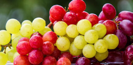 Grape consumption reduces fatty liver, extends lifespan, alters gene expression in the brain, changes metabolism, and has positive effects on behavior and cognition. Image credit: Nicky Pe.