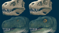 Large predatory dinosaurs, such as Tyrannosaurus rex, evolved different shapes of eye sockets to better deal with high bite forces. Image credit: S. Lautenschlager, doi: 10.1038/s42003-022-03706-0.