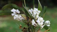 Rhipidoglossum pareense. Image credit: A. Hemp.