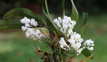 Rhipidoglossum pareense. Image credit: A. Hemp.
