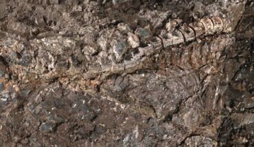 Partial skeleton of Atractosteus grandei in dorsal view. Image credit: Chase Doran Brownstein & Tyler R. Lyson, doi: 10.1098/rsbl.2022.0118.