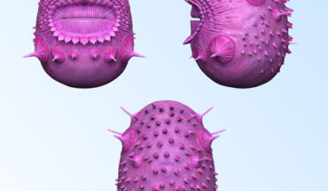 An artist’s reconstruction of Saccorhytus coronarius. Image credit: Liu et al.