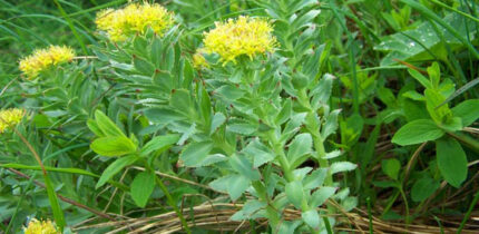 Jafari et al. found that in a mouse model of human type 2 diabetes, Rhodiola rosea lowered fasting blood sugar levels, improved response to insulin injections, modulated the composition of bacteria in the gastrointestinal tract and decreased several biomarkers of inflammation. Image credit: Jerzy Opiola / CC BY-SA 3.0.