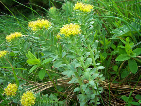 Jafari et al. found that in a mouse model of human type 2 diabetes, Rhodiola rosea lowered fasting blood sugar levels, improved response to insulin injections, modulated the composition of bacteria in the gastrointestinal tract and decreased several biomarkers of inflammation. Image credit: Jerzy Opiola / CC BY-SA 3.0.