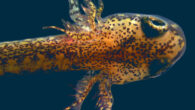 Larva of Hemidactylium scutatum, a species of lungless salamander native to eastern North America. Image credit: Zachary R. Lewis.