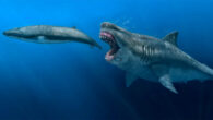 Otodus megalodon. Image credit: J.J. Giraldo.