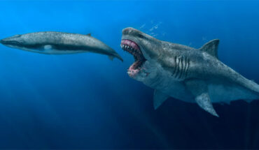 Otodus megalodon. Image credit: J.J. Giraldo.