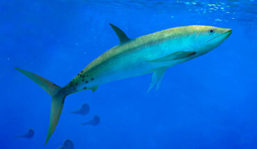 Life reconstruction of Kaykay lafken. Image credit: Martina Charnelli.
