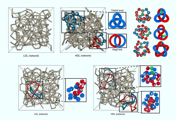 Characterization of the liquid-liquid phase transition in colloidal (top) and molecular water (bottom) by identifying links and knots. LDL - low-density liquid; HDL - high-density liquid. Image credit: Neophytou et al., doi: 10.1038/s41567-022-01698-6.