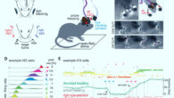 Yuta Senzai & Massimo Scanziani discovered that the direction and amplitude of rapid eye movements during REM sleep reveal the direction and amplitude of the ongoing changes in virtual head direction. Image credit: Yuta Senzai & Massimo Scanziani, doi: 10.1126/science.abp8852.
