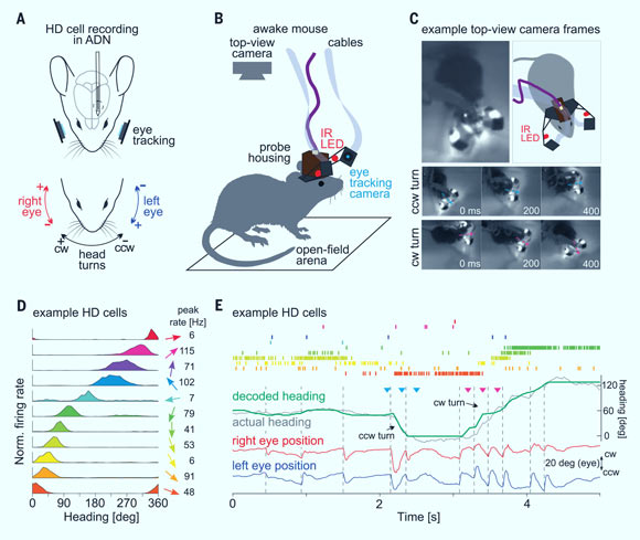 Yuta Senzai & Massimo Scanziani discovered that the direction and amplitude of rapid eye movements during REM sleep reveal the direction and amplitude of the ongoing changes in virtual head direction. Image credit: Yuta Senzai & Massimo Scanziani, doi: 10.1126/science.abp8852.