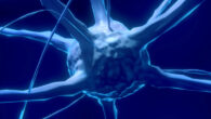 Dhoundiyal et al. discovered that neurons have an emergency back-up system to enable them to remain functional even when their energy supply is disrupted. Image credit: Colin Behrens.
