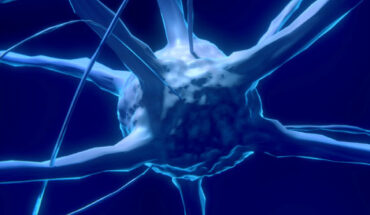 Dhoundiyal et al. discovered that neurons have an emergency back-up system to enable them to remain functional even when their energy supply is disrupted. Image credit: Colin Behrens.