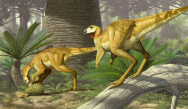 An artist’s impression of a hypsilophodont dinosaur. Image credit: James McKinnon.