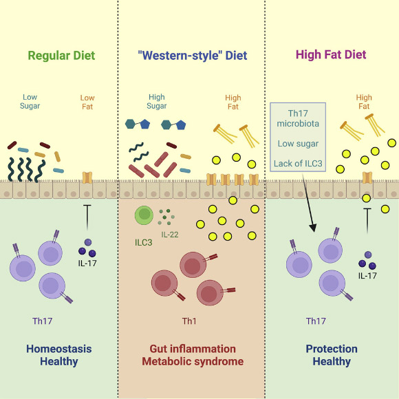 Kawano et al. show that intestinal microbiota protects against development of obesity, metabolic syndrome, and pre-diabetic phenotypes by inducing commensal-specific Th17 cells. Image credit: Kawano et al., doi: 10.1016/j.cell.2022.08.005.
