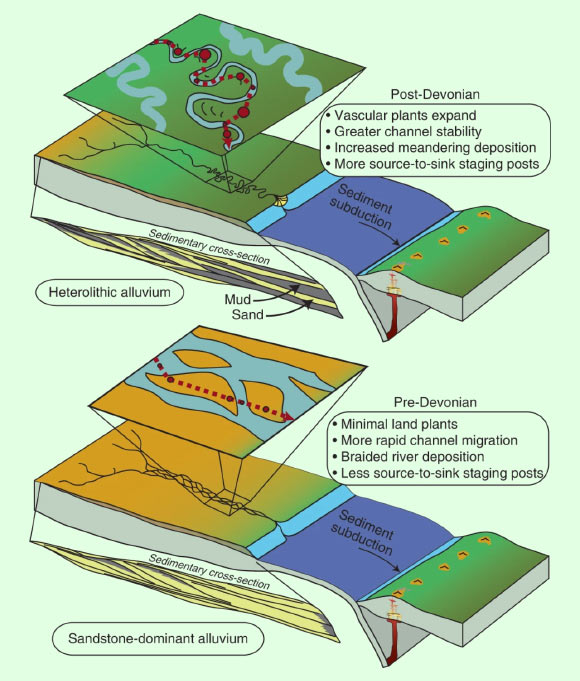 Schematic model of fluvial systems both before and after the development of land plants: before the Devonian period, minimal land plants, rapid channel migration and river systems dominated by braided rivers led to rapid sediment transfer, minimal development of mud-sized particles and minor deposition of mudrocks along continental margins; in contrast, after the Devonian, the expansion of vascular land plants led to the development of meandering rivers and the dramatic slowing of sediment transfer to marine environments; the red dashed line represents a generalized sediment transport path that is more sinuous post-Devonian and less sinuous pre-Devonian; these diametric depositional systems influenced the isotopic composition of sediment available for reworking and melting in magmatic systems along destructive plate boundaries. Image credit: Spencer et al., doi: 10.1038/s41561-022-00995-2.