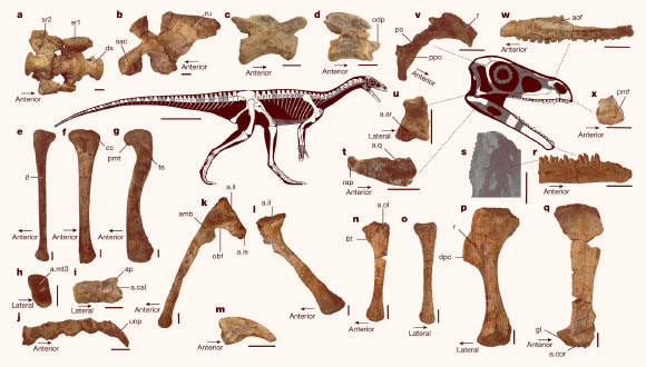 Skeletal anatomy of the Mbiresaurus raathi holotype and paratype. Scale bars - 1 cm in (a-r, t-x), 1 mm in (s) and 20 cm in (skeletal reconstruction). Image credit: Griffin et al., doi: 10.1038/s41586-022-05133-x.