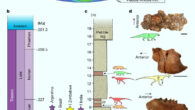 The new Zimbabwean assemblage is on the same paleolatitudinal climatic belt as other Carnian dinosaur-bearing assemblages and has a similar taxonomic composition: (a) the northern Zimbabwean locality geographically links other Carnian dinosaurian localities across southern Pangaea; (b) the new Zimbabwean locality is the oldest definitive dinosaurian locality in Africa, coeval with Carnian dinosaur localities from other parts of the world; (c) summary stratigraphic column of the Pebbly Arkose Formation at the type locality in Zimbabwe showing the records of Mbiresaurus raathi (red), a herrerasaurid dinosaur (yellow), a traversodontid cynodont (blue), a hyperodapedontine rhynchosaur (orange) and an aetosaur (green); (d) representative fossils from the Pebbly Arkose Formation, including (1) aetosaur paramedian osteoderm (dorsal view), (2) herrerasaurid dinosaur coracoid (lateral view), (3) cynodont dentary (lateral view) and (4) hyperodapedontine rhynchosaur maxilla (occlusal view). Scale bars - 1 cm (fossils 1, 3 and 4) and 5 cm (fossil 2). Image credit: Griffin et al., doi: 10.1038/s41586-022-05133-x.