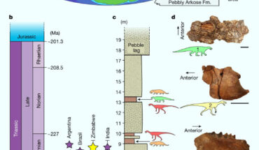 The new Zimbabwean assemblage is on the same paleolatitudinal climatic belt as other Carnian dinosaur-bearing assemblages and has a similar taxonomic composition: (a) the northern Zimbabwean locality geographically links other Carnian dinosaurian localities across southern Pangaea; (b) the new Zimbabwean locality is the oldest definitive dinosaurian locality in Africa, coeval with Carnian dinosaur localities from other parts of the world; (c) summary stratigraphic column of the Pebbly Arkose Formation at the type locality in Zimbabwe showing the records of Mbiresaurus raathi (red), a herrerasaurid dinosaur (yellow), a traversodontid cynodont (blue), a hyperodapedontine rhynchosaur (orange) and an aetosaur (green); (d) representative fossils from the Pebbly Arkose Formation, including (1) aetosaur paramedian osteoderm (dorsal view), (2) herrerasaurid dinosaur coracoid (lateral view), (3) cynodont dentary (lateral view) and (4) hyperodapedontine rhynchosaur maxilla (occlusal view). Scale bars - 1 cm (fossils 1, 3 and 4) and 5 cm (fossil 2). Image credit: Griffin et al., doi: 10.1038/s41586-022-05133-x.