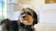 A dog with the PetTrack device. Image credit: Georgia Tech.