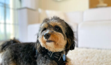 A dog with the PetTrack device. Image credit: Georgia Tech.