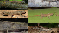 Seven new Lygodactylus species from Madagascar. Image credit: P.S. Gehring / H.P. Berghof / M. Vences / M.D. Scherz.