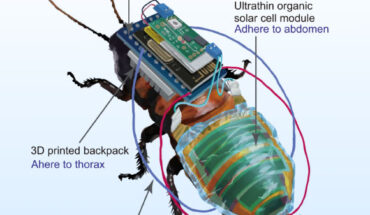 Kakei et al. established a design strategy for mounting electronics on insects through systematic evaluation of motion abilities and demonstrated charging and wireless locomotion control on living cyborg insects. Image credit: Kakei et al., doi: 10.1038/s41528-022-00207-2.