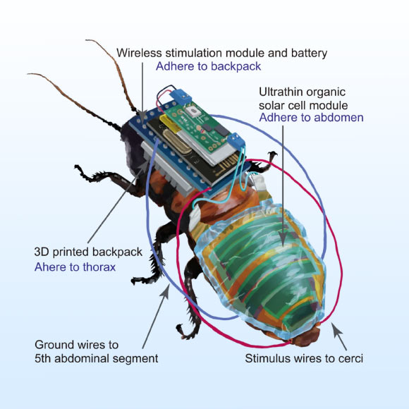 Kakei et al. established a design strategy for mounting electronics on insects through systematic evaluation of motion abilities and demonstrated charging and wireless locomotion control on living cyborg insects. Image credit: Kakei et al., doi: 10.1038/s41528-022-00207-2.