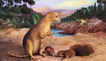 Brasilodon quadrangularis was approximately 12 cm (8 inches) long and weighed about 20 grams. The animal existed at the same time as the earliest known dinosaurs and probably lived in burrows like the shrews today. Image credit: Anatomical Society / Wiley.