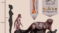 Reconstruction of Enhydriodon omoensis (in background), compared with three current species, left to right: the South American giant otter; the sea otter; and an African otter. An australopithecine and a modern human shown here for size comparison. The femur and dental remains of Enhydriodon omoensis are shown in insets. Image credit: Sabine Riffaut / Camille Grohé / Palevoprim / CNRS - Université de Poitiers.