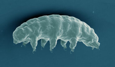 This electron microscope image shows a tardigrade. Image credit: S. Tanaka / H. Sagara / T. Kunieda.