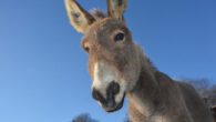 Todd et al. found a strong phylogeographic structure in modern donkeys (Equus asinus) that supports a single domestication in Africa around 5000 BCE, followed by further expansions in this continent and Eurasia and ultimately returning to Africa. Image credit: JackieLou DL.