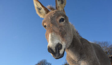 Todd et al. found a strong phylogeographic structure in modern donkeys (Equus asinus) that supports a single domestication in Africa around 5000 BCE, followed by further expansions in this continent and Eurasia and ultimately returning to Africa. Image credit: JackieLou DL.