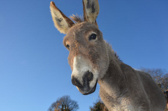 Todd et al. found a strong phylogeographic structure in modern donkeys (Equus asinus) that supports a single domestication in Africa around 5000 BCE, followed by further expansions in this continent and Eurasia and ultimately returning to Africa. Image credit: JackieLou DL.