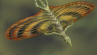 Life reconstruction of Coelurosauravus elivensis. Image credit: Charlène Letenneur, MNHN.