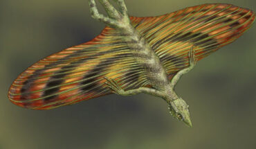 Life reconstruction of Coelurosauravus elivensis. Image credit: Charlène Letenneur, MNHN.