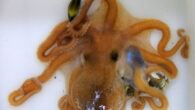 Callistoctopus xiaohongxu, live specimen. Image credit: Zheng et al., doi: 10.3897/zookeys.1121.86264.