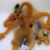 Callistoctopus xiaohongxu, live specimen. Image credit: Zheng et al., doi: 10.3897/zookeys.1121.86264.