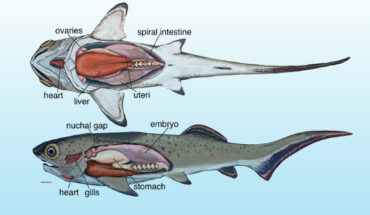 Reconstruction of a Devonian arthrodire placoderm. Image credit: Trinajstic et al., oi: 10.1126/science.abf3289.